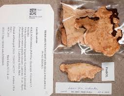 Attēlu rezultāti vaicājumam “Laurilia sulcata”