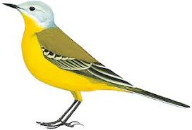 Attēlu rezultāti vaicājumam “Motacilla flava flava adult”