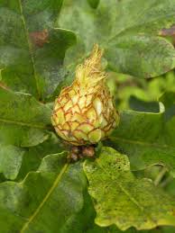 Attēlu rezultāti vaicājumam “Andricus foecundatrix”