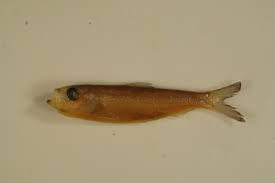 Image result for Alosa chrysochloris