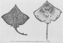 Image result for Dipturus intermedius