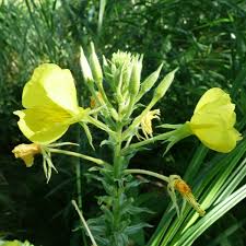 Image result for Oenothera biennis