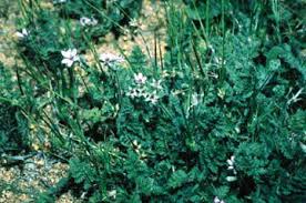 Attēlu rezultāti vaicājumam “Erodium cicutarium”