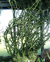 Attēlu rezultāti vaicājumam “Arcyria globosa stalked”