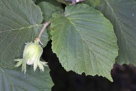 Attēlu rezultāti vaicājumam “Corylus avellana”