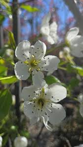 Attēlu rezultāti vaicājumam “Pyrus communis flower”