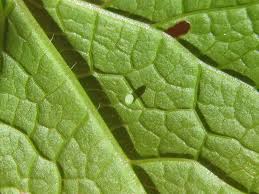 Attēlu rezultāti vaicājumam “Pieris napi underside”