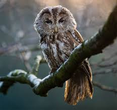 Attēlu rezultāti vaicājumam “Strix aluco female”