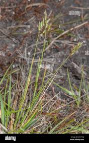 Attēlu rezultāti vaicājumam “Danthonia decumbens”