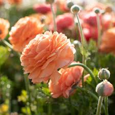 Attēlu rezultāti vaicājumam “Ranunculus brunnescens”