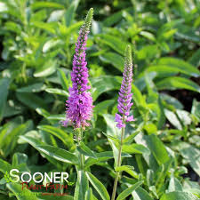 Attēlu rezultāti vaicājumam “Veronica spicata leaf”