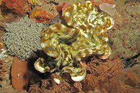 Image result for tridacna