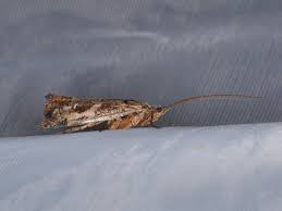 Attēlu rezultāti vaicājumam “Glyphotaelius pellucidus”