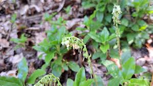 Attēlu rezultāti vaicājumam “Orthilia secunda”