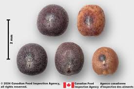 Attēlu rezultāti vaicājumam “Brassica napus fruit”