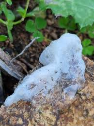 Attēlu rezultāti vaicājumam “Stemonitopsis typhina var. similis stalked”