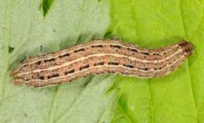 Attēlu rezultāti vaicājumam “Cryptocala chardinyi”