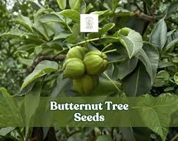 Attēlu rezultāti vaicājumam “Juglans cinerea fruit”