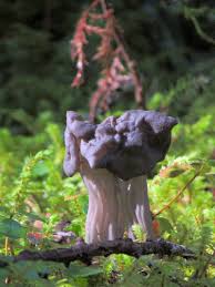 Attēlu rezultāti vaicājumam “Helvella lacunosa”