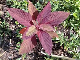 Attēlu rezultāti vaicājumam “Amaranthus retroflexus leaf”