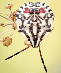 Attēlu rezultāti vaicājumam “Carpocoris purpureipennis”