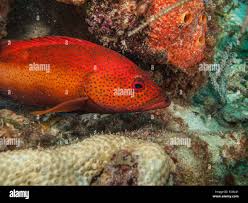 Image result for Cephalopholis fulva