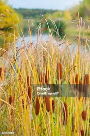 Attēlu rezultāti vaicājumam “Typha angustifolia”