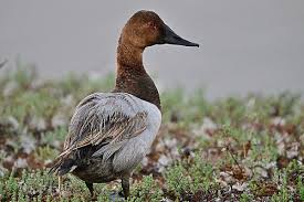 Image result for Aythya valisineria