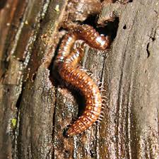 Attēlu rezultāti vaicājumam “Craspedosoma rawlinsi”