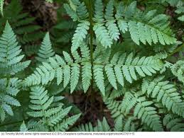 Attēlu rezultāti vaicājumam “Dryopteris carthusiana”