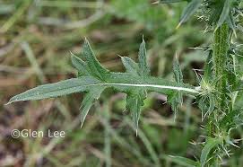 Attēlu rezultāti vaicājumam “Cirsium vulgare leaf”