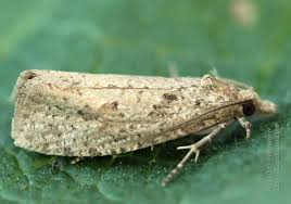 Attēlu rezultāti vaicājumam “Epiblema grandaevana”