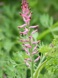 Image result for Fumaria officinalis