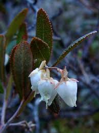 Attēlu rezultāti vaicājumam “Chamaedaphne calyculata”