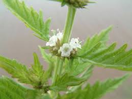 Attēlu rezultāti vaicājumam “Lycopus europaeus flower”