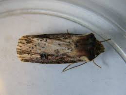 Attēlu rezultāti vaicājumam “Axylia putris”