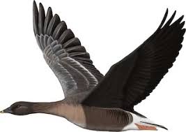 Attēlu rezultāti vaicājumam “Anser serrirostris adult”