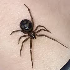 Attēlu rezultāti vaicājumam “Theridiidae”