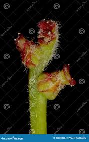 Attēlu rezultāti vaicājumam “Quercus robur female flower”