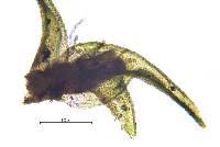 Attēlu rezultāti vaicājumam “Didymodon tophaceus”