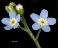 Attēlu rezultāti vaicājumam “Myosotis laxa subsp. baltica leaf”