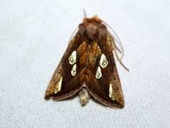 Attēlu rezultāti vaicājumam “Plusia festucae”