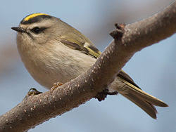 Attēlu rezultāti vaicājumam “Regulus regulus adult”