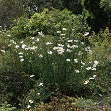 Image result for Romneya coulteri