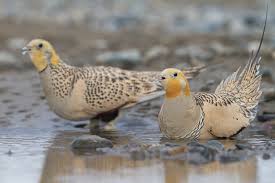 Image result for Syrrhaptes paradoxus