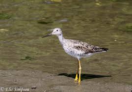 Image result for Tringa melanoleuca