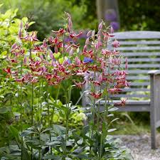 Attēlu rezultāti vaicājumam “Lilium martagon flower”