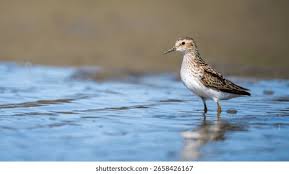 Image result for Calidris minutilla