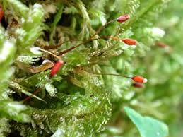 Attēlu rezultāti vaicājumam “Neckera crispa sporophyte”