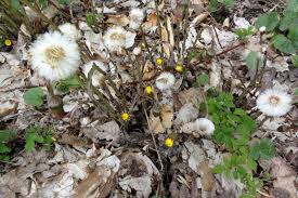 Attēlu rezultāti vaicājumam “Tussilago farfara fruit”